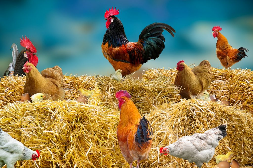 chicken, poultry, hay-7094206.jpg
